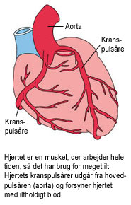 Billede af hjertet med aorta og kranspulsårer. Hjertets kranspulsårer udgår fra hovedpulsåren (aorta) og forsyner hjertet med iltholdigt blod.