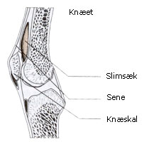 Anatomisk billed af knæled med slimsæk, sene og knæskal